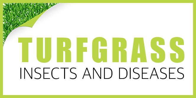 OnlinePestControlCourses.com CEU Course - Turfgrass Insects and Diseases