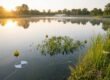 IPM for Aquatic Weeds: Best Practices