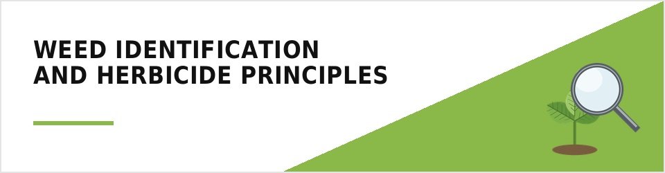 florida-weed-identification-herbicide-principles-ceu-banner Florida Weed Identification and Herbicide Principles CEU